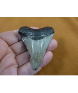 (S272-1) big 3-1/16&quot; Fossil MEGALODON Shark Tooth Teeth JEWELRY love sharks - €81,87 EUR