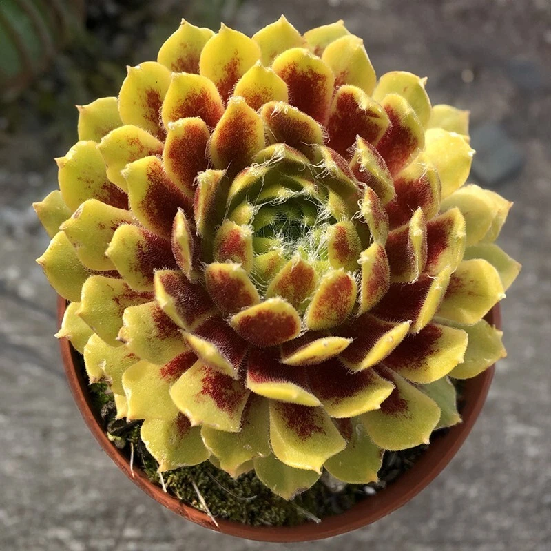 15+ Seeds Hens &amp; Chicks Colorock house plant  garden flowers - $11.39