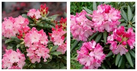 STARTER Plant DANDY MAN COLOR WHEEL Azalea Rhododendron 3 COLORS 1 PLANT! - £53.25 GBP