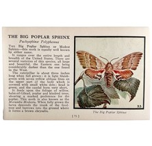 Big Poplar Sphinx Moth 1934 Butterflies Of America Antique Insect Art PC... - $366.80 MXN