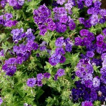 Jstore 200 Seeds Non-GMO Cloudy Blue Skies Phlox Beauty Blue &amp; Clary Sage White  - £7.56 GBP