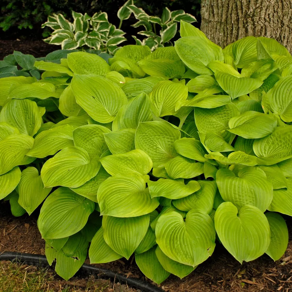 Hosta August Moon Well Rooted 5.25 Inch Pot Electric Lime Color - $34.69
