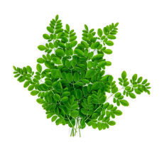 Best Organic Fresh Moringa Oleifera Leaves (5 Oz) - £15.25 GBP