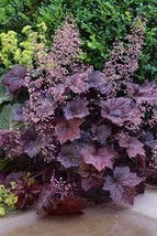 10 Wholesale Perennial Heuchera &#39;Palace Purple&#39; Coral Bells Live Plants ... - £46.41 GBP