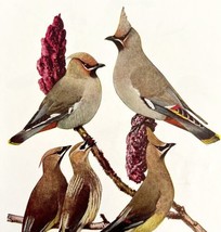 Bohemian And Cedar Waxwing Birds Print Fuertes 1917 Color Plate Art DWX7C - £23.59 GBP