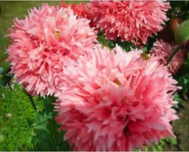 100+ Peony Poppy Papavegetabler Paeoniflorum Salmon Flower Seeds A38 Fresh - £8.11 GBP