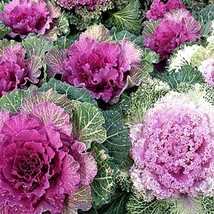 Ornamental Kale Seeds - Vibrant Flowering Kaliflower, 30+ Pack, Perfect for Gard - £6.64 GBP