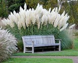 LKS Giant White Pampas Grass Seeds 1 000 Seeds Home Garden - $33.25