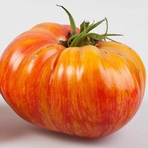 Gold Medal Tomato Seeds Vegetable Gardening USA Shipping - £7.88 GBP