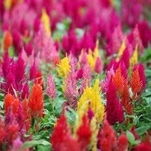 Celosia Pampas Plume Celosia Argentea Plumosa 50 Flower Seeds Gardening USA Ship - $10.00