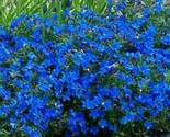 Alyssum Blue Flower Ground Cover &amp; Hanging Basket Plant 200* Seeds - $6.58