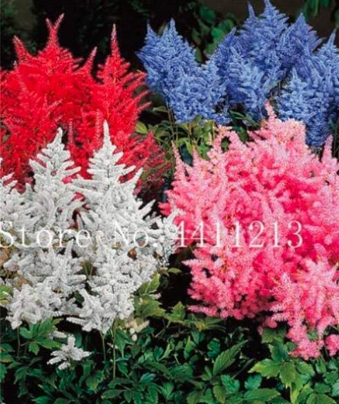 100Pcs Astilbe Seeds Mixed Red Blue White Pink Colors Fresh Seeds - $5.19
