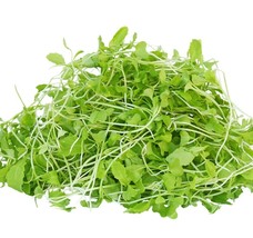 Southern Giant Curled Mustard Microgreen Heirloom Sprouting Bulk Seeds - $172.69 MXN
