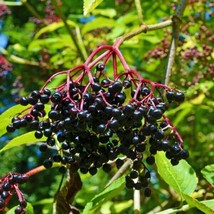 New Elderberry Seeds &#39;Wyldewood Elder&#39; (Sambucus Candensis, Organic Fresh Garden - $11.97