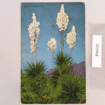 Desert Yucca in Bloom Arizona 1940s Linen Postcard AZ PC 1946 Southwest - $7.88