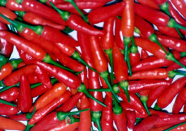 Pepper Tabasco Hot Pepper 10 Seeds - $5.00
