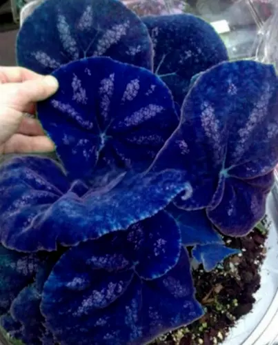 Navy Blue Coleus Flowers Easy To Grow 25 Authentic Seeds Garden - £6.23 GBP