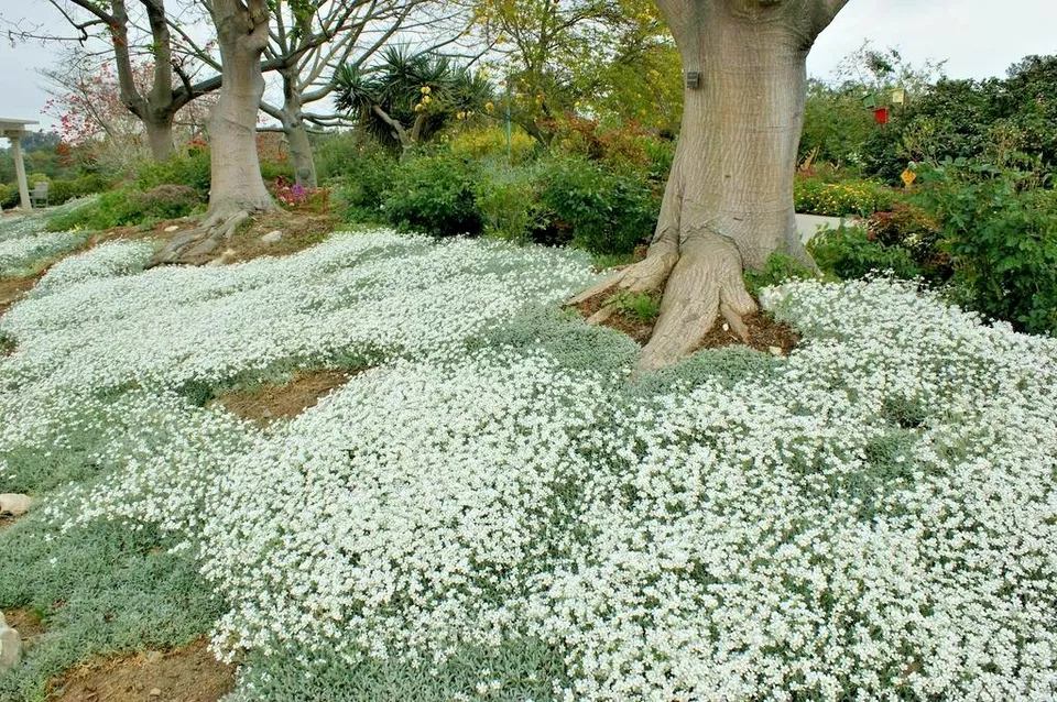 PSStore 501 Snow In Summer Flower Perennial Flowering Vegetable Seeds - £7.39 GBP