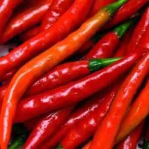 300 Seeds Cayenne Pepper Long Thin NON-GMO Vegetable - £23.97 GBP