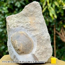 Rare Plagiostoma Bivalve Fossil in Matrix - Blue Lias, Jurassic - Cert of - $41.89