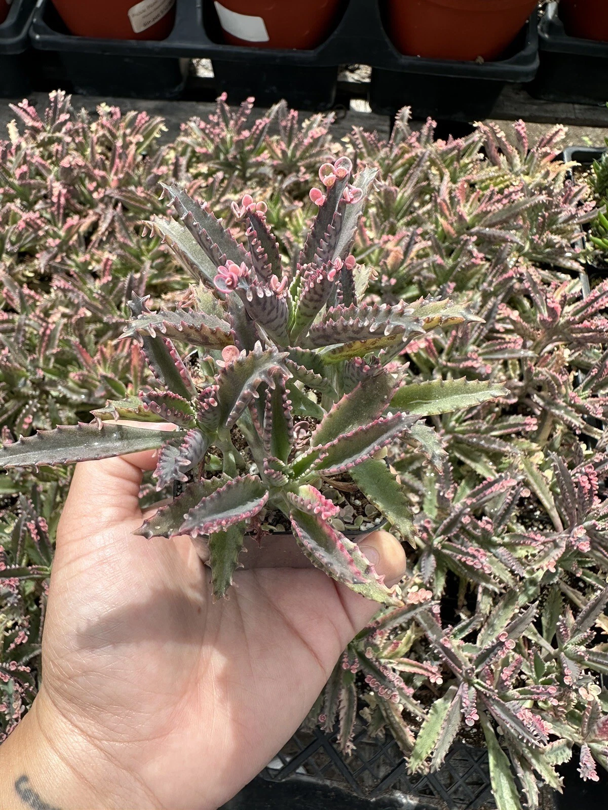 Kalanchoe &#39;Pink Butterflies&#39; (Pink Mother of Thousands) Rooted Succulent... - $26.86