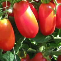 San Marzano Indeterminate Tomato Seeds Gardening USA Shipping - $10.00