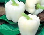 White Bell Sweet Pepper Seeds Capsicum Annuum Vegetable Non Gmo 40  Seed... - $8.99