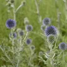 Echinops Globe Thistle Seeds - Pack of 30, Attractive Perennial for Poll... - $7.50