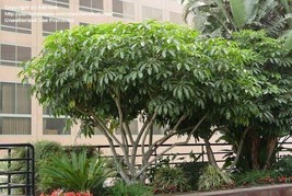 LimaJa Schefflera pueckleri Tupidanthus calyptratus UMBRELLA TREE Seeds ... - $6.00