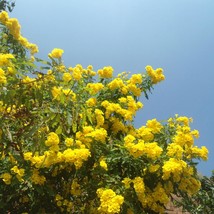 Best USA Seller Tecoma Stans Yellow Bells Trumpet Flower 20 Seeds - £12.60 GBP