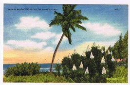 Florida Postcard Spanish Bayonettes Along The Florida Coast - £1.70 GBP