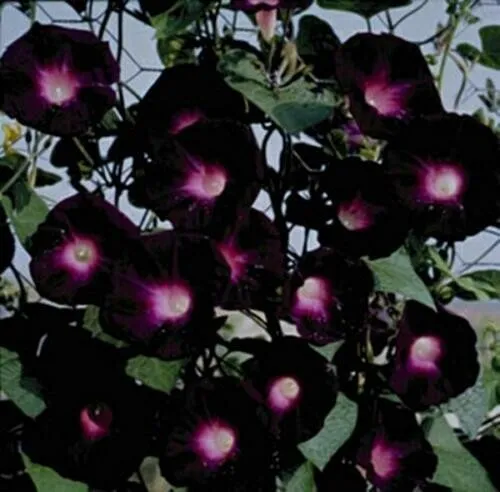 25 Black Hollyhock Seeds Perennial Giant Flower Seed Flowers Seed Fresh ... - $11.99
