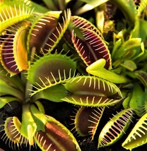 USA Seller 20 Seeds Venus Flytrap Seeds Exotic Carnivorous Flower Plant  - $9.64