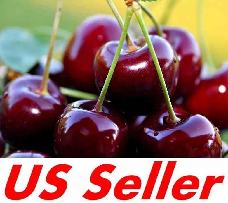 10 Seeds of Red Cherry Fruits E136, Home Garden Fruit Seeds Item image 2
