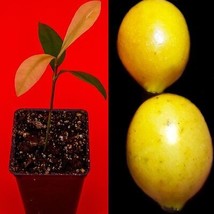 Garcinia Brasiliensis - superior Lemon Drop Mangosteen Tropical Fruit Tree Plant - £20.23 GBP