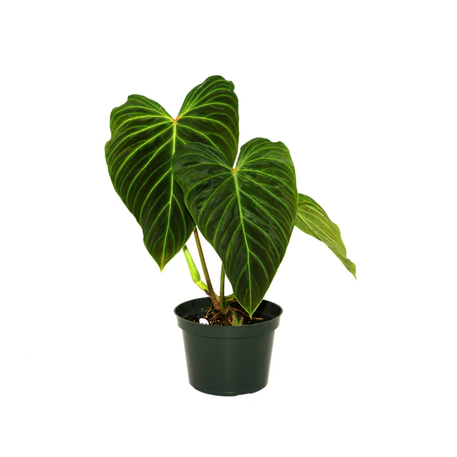 SYST Philodendron Splendid 5.5&quot; Pot  Fast Shipping  - $519.70 CAD