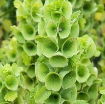 BELLS OF IRELAND FLOWER SEEDS 100+ MOLUCCELLA LAEVIS green flowers FREE ... - $62.21 MXN
