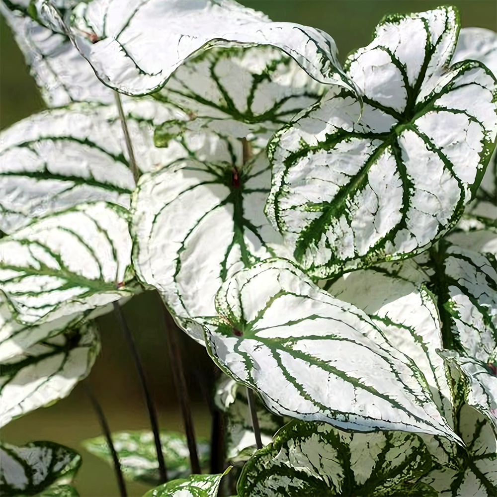 Caladiums Plant Seeds Fresh Seeds - $15.28