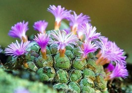 Conophytum ficiforme, rare mesemb exotic succulent seed living stones  50 SEEDS - £7.89 GBP