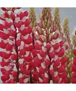 25 Red White Lupine Seeds Flower Perennial Flowers Hardy Seed Fresh Gard... - $9.78