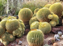 25 Golden Barrel Cactus Seeds (Echinocactus Grusonii) Flowering Cacti - $8.97