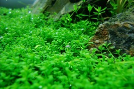 Aquarium Plants 3x Dwarf Baby Tears Hemianthus Callitrichoides Tissue Culture - £53.84 GBP
