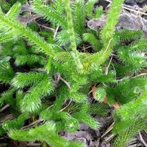 600 Spores Stag’S Horn Clubmoss Lycopodium Clavatum Garden Fast Shipping - £14.01 GBP