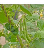 Slenderette French Bean Seed Slender Pod French Bean Seed Pencil Beans P... - $231.76 MXN