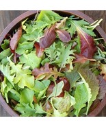 1 Oz Gourmet Mesclun Mix Seeds Organic Sprouts Microgreens Salad Patio C... - $20.55