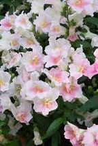 Snapdragon - Apple Blossom- AF Seeds - £5.15 GBP