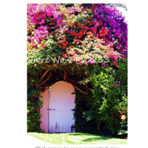 USA SELLER 105 Pcs Climbing Bougainvillea Bonsai Potted Flower Garden Plant Budd - $16.18