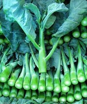 AUTHENTIC Blue Chinese Kale Kailaan Chinese Broccoli Gai Lan Pak Choy Seeds Choi - £2.11 GBP+