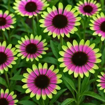 200+ Green Twister Rudbeckia Seeds for Garden Planting - $13.95