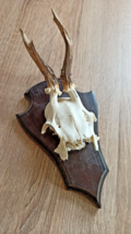 vintage Real  Skull with Horns, white bone, animal skull. Original 1920-30. 33; - £30.86 GBP